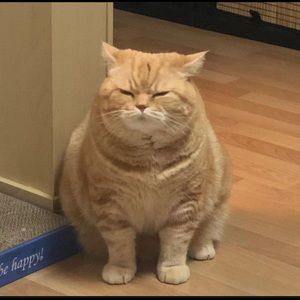 Meet your Posher, Serena